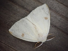 Topomesoides jonasii