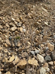 Astragalus davuricus