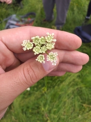 Oenanthe pimpinelloides