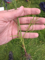 Oenanthe pimpinelloides