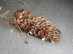 Hagapteryx admirabilis