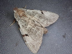 Lophocosma sarantuja