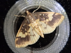 Pseudebulea fentoni