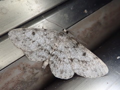 Protoboarmia faustinata