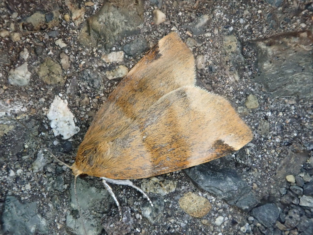Hypocarea