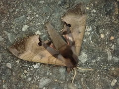 Marumba echephron