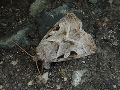 Eucarta virgo