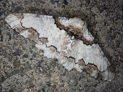 Biston regalis comitata