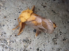 Narosoideus flavidorsalis
