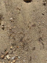 Astragalus davuricus