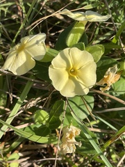 Thunbergia atriplicifolia