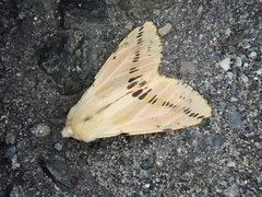 Spilarctia seriatopunctata