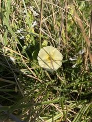 Thunbergia atriplicifolia