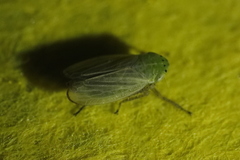 Graphocraerus ventralis