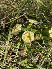 Thunbergia atriplicifolia