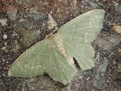 Maxates grandificaria