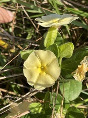 Thunbergia atriplicifolia