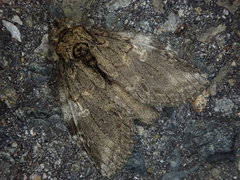 Peridea gigantea