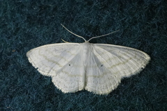 Scopula caricaria