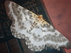 Metabraxas clerica