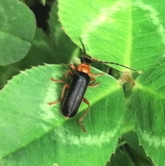 Coleoptera