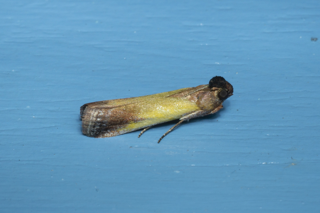 Piesmopoda