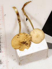 Oudemansiella limonispora