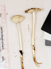 Oudemansiella limonispora