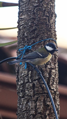 Parus major