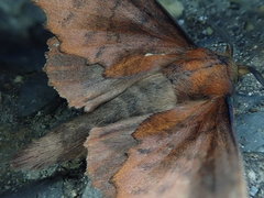 Gastropacha orientalis