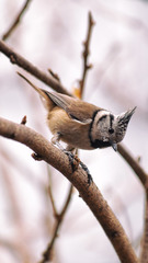 Lophophanes cristatus