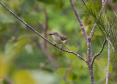 Pachycephala orpheus