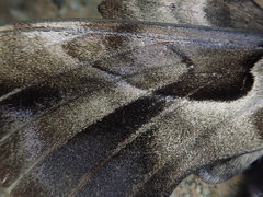 Phyllosphingia dissimilis