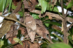 Batrachostomus moniliger