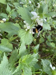 Bombus terrestris