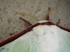 Actias gnoma