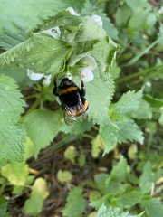 Bombus terrestris