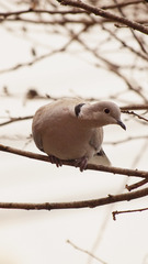 Streptopelia decaocto