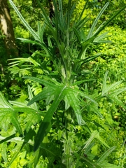Cirsium vulgare