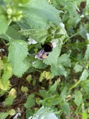 Bombus terrestris