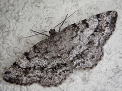 Protoboarmia faustinata
