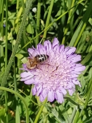 Apis mellifera