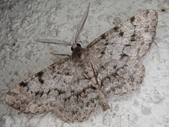 Protoboarmia faustinata