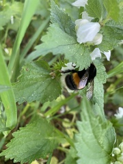 Bombus terrestris