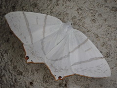 Ourapteryx obtusicauda