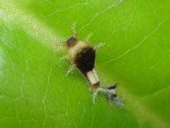 Graphium agamemnon agamemnon