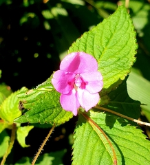 Impatiens sylvicola