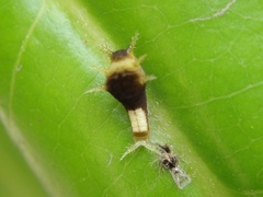 Graphium agamemnon agamemnon