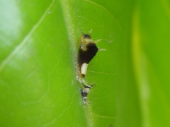 Graphium agamemnon agamemnon