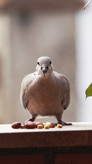 Streptopelia decaocto